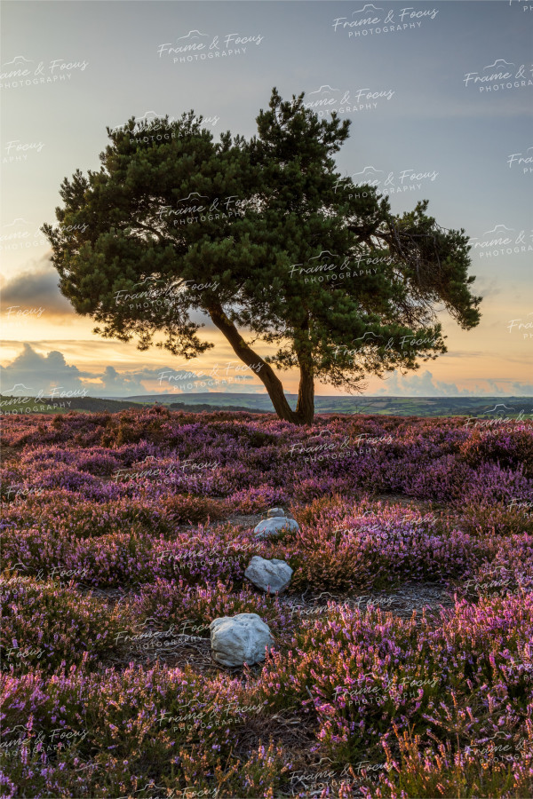 To buy a print or any of the below please click on the images